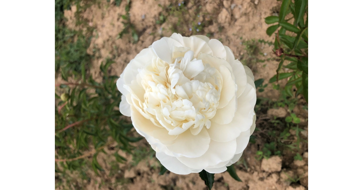 Groot&Groot Peonies - Moon over ...